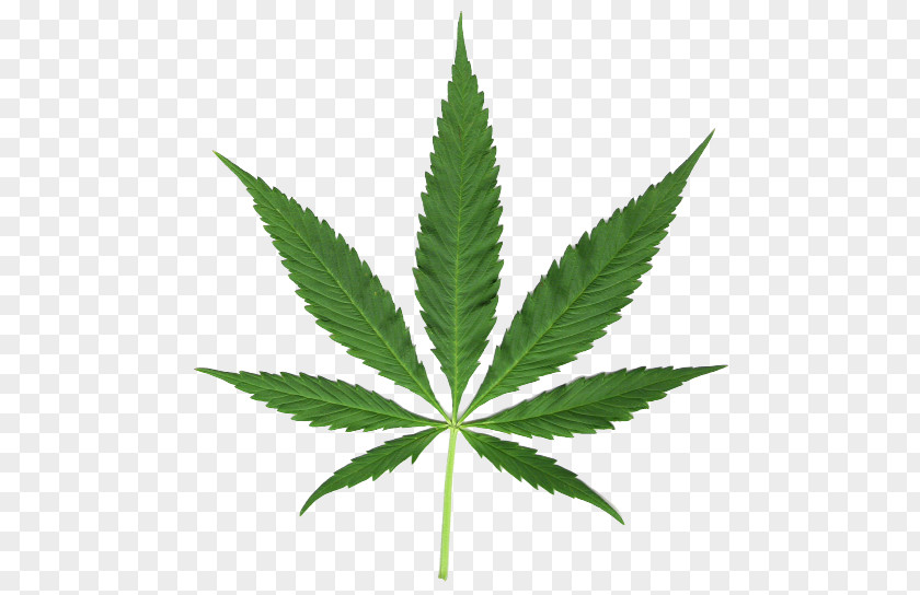 Cannabis Sativa Medical PNG
