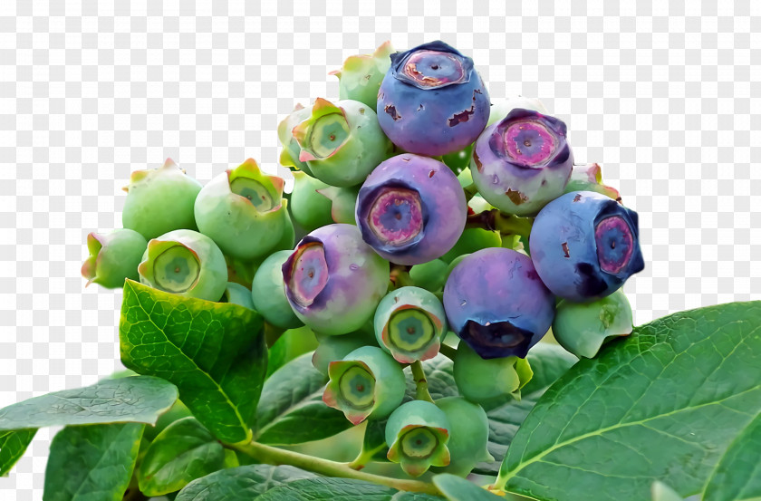 Cut Flowers Blueberry Bilberry Purple Flower PNG
