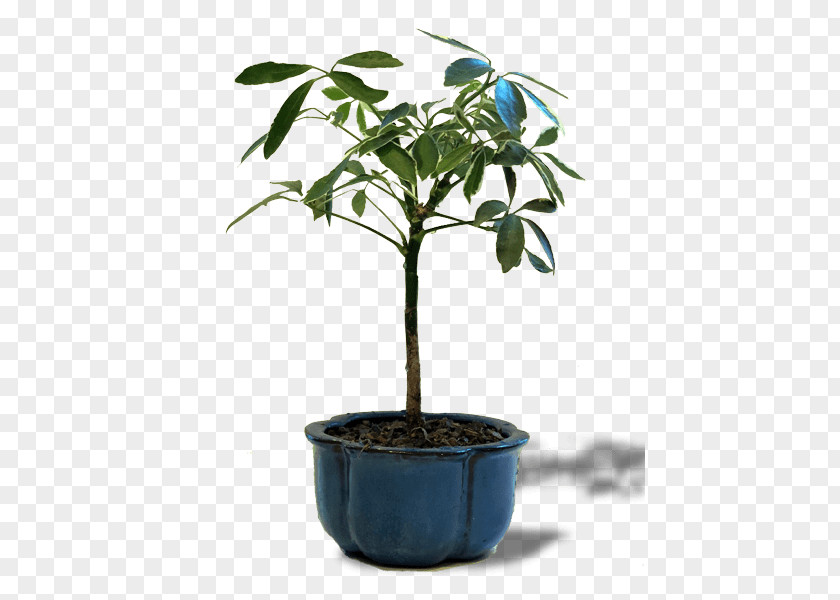 Indoor Bonsai Chinese Sweet Plum Tree Elm Flowerpot PNG