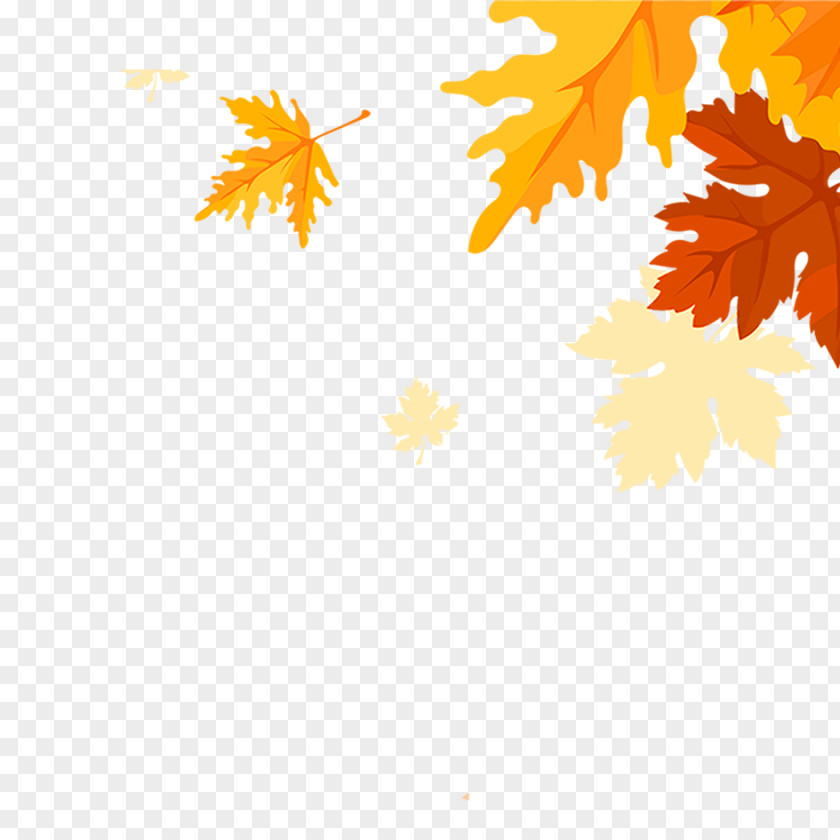 Maple Leaves Falling PNG