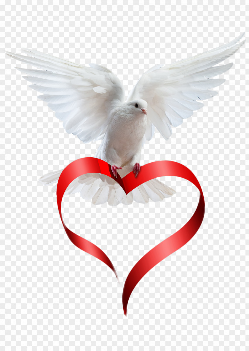 Peace Bird Animation Death Photography PNG