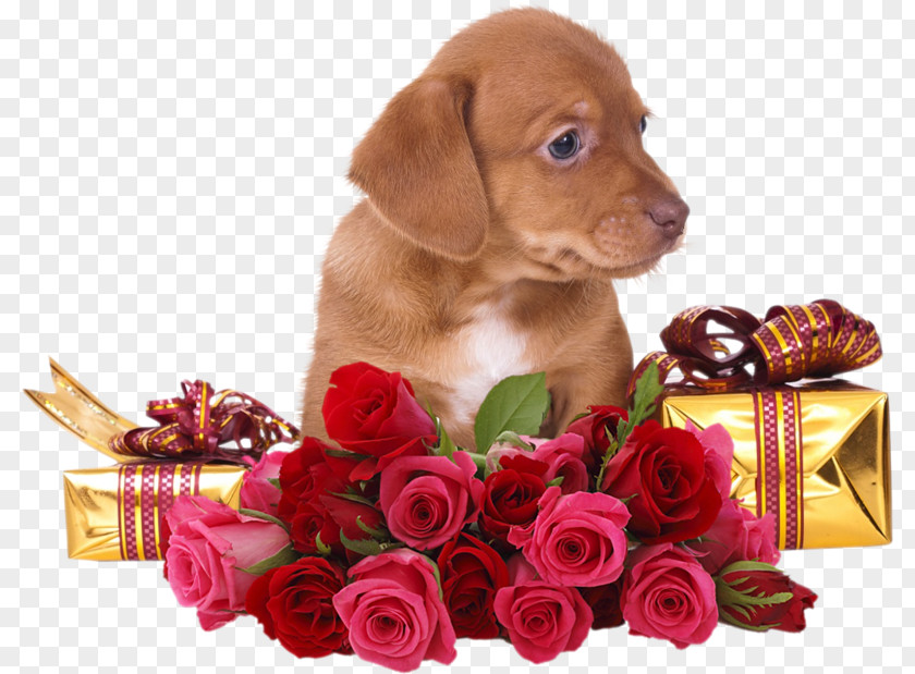 Puppy With Rose Flower Clip Art PNG