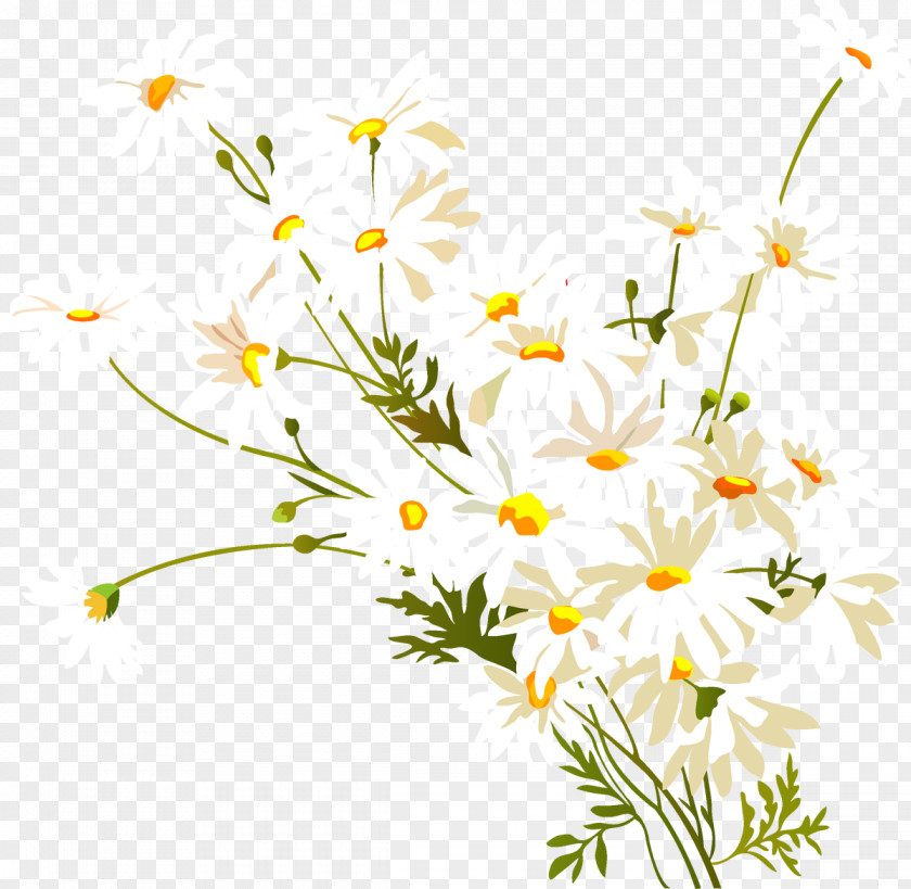 Camomile Flower Common Daisy Watercolor Painting Clip Art PNG