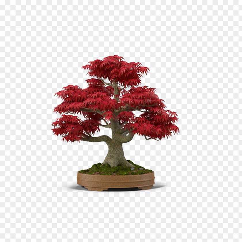 Japanese Maple Bonsai Tree PNG