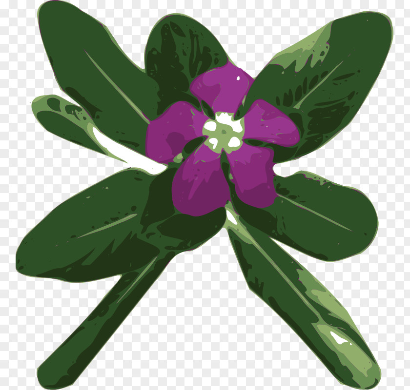 Myrtle Madagascar Periwinkle Greater Clip Art PNG