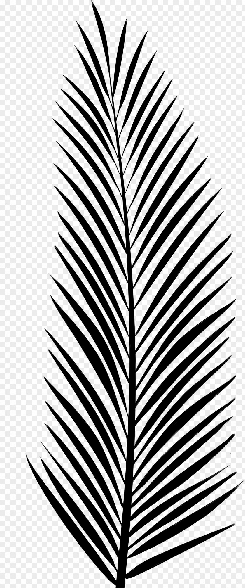Pine Palm Trees Leaf Vascular Plant PNG