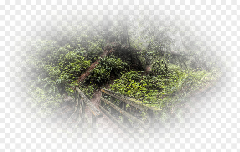 Tree Desktop Wallpaper Computer PNG