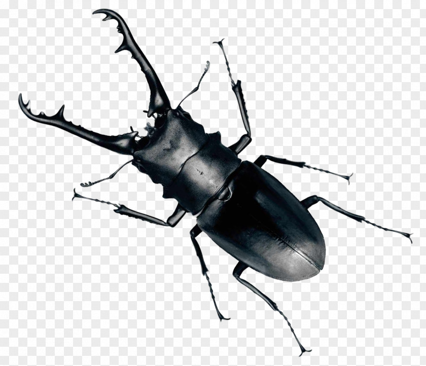 Beetle Bug Clip Art PNG