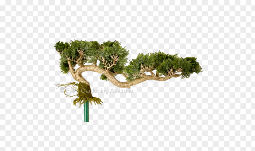 Fairy Garden Bonsai Greenery Imports Flowerpot Plant PNG