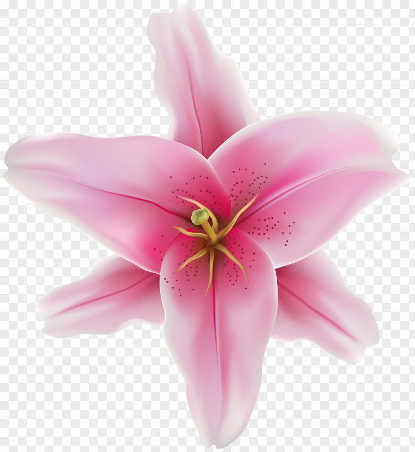 Flower Clip Art Pink Image PNG