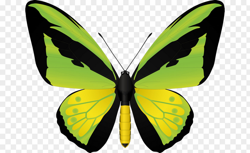 Insect Birdwing Swallowtail Butterfly Image Stock Illustration PNG
