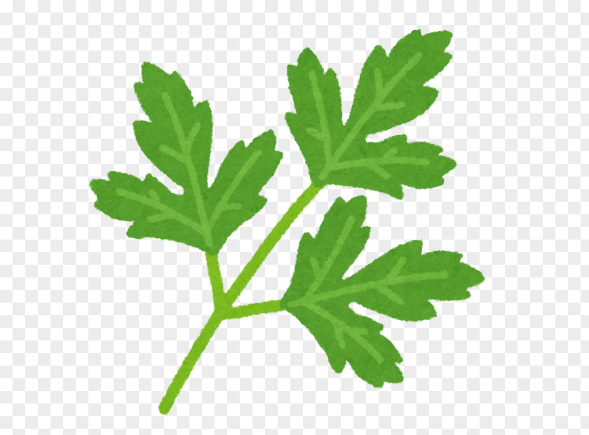 Italian Parsley Illustration Cuisine Flat-leaved Illustrator PNG