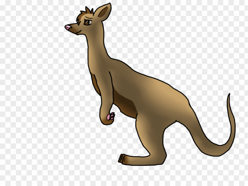 Kangaroo Drawing Macropodidae Photography PNG