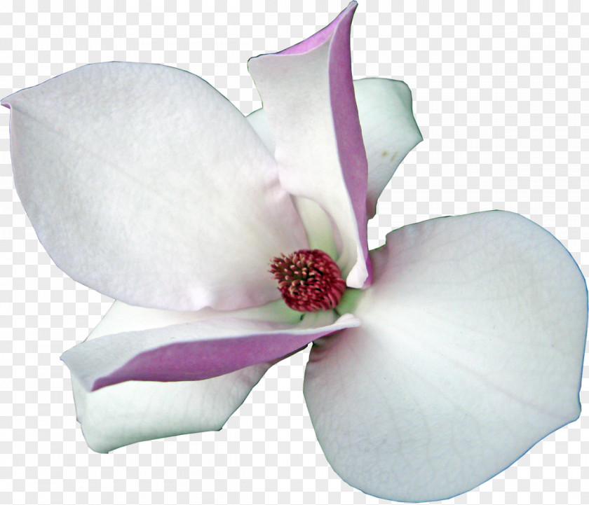 Magnolia Flowering Plant Clip Art PNG
