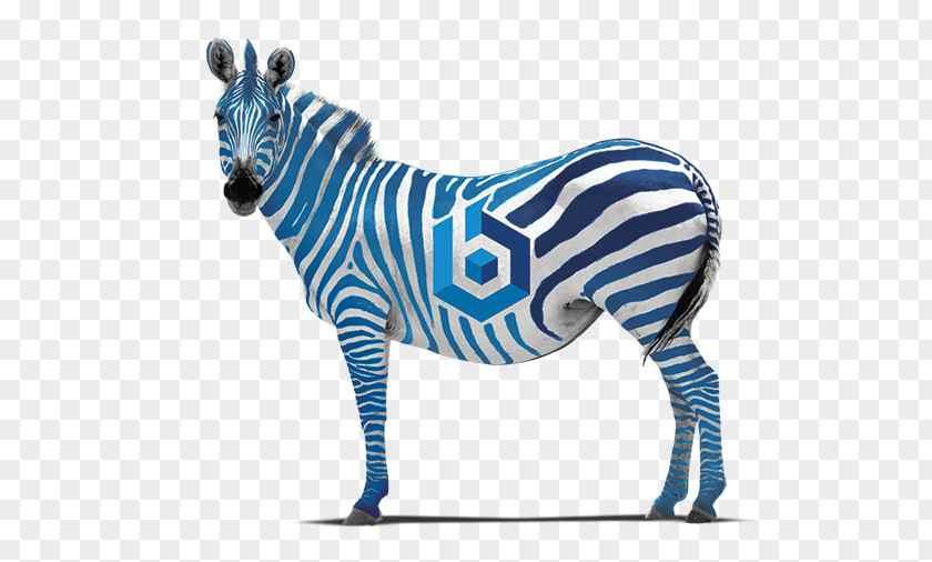 Zebra Quagga Horse Picture Frames Painting PNG