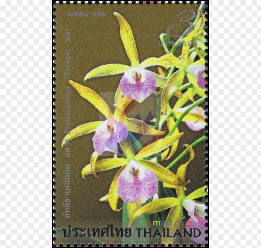 Amazing Thailand Phalaenopsis Equestris Cattleya Orchids Dendrobium PNG