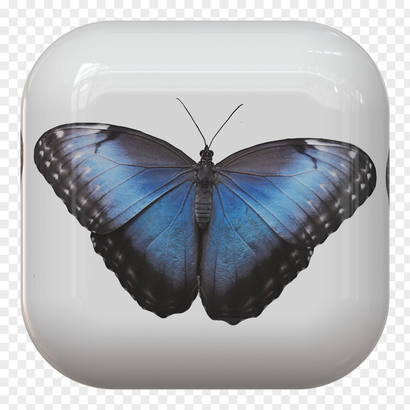 Butterfly Nymphalidae Monarch Insect Papillon Dog PNG