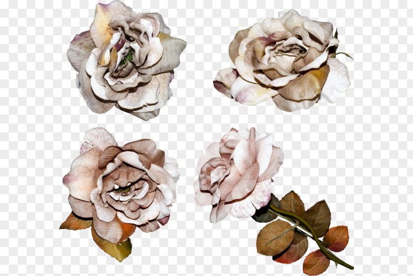 Garden Roses Clip Art PNG