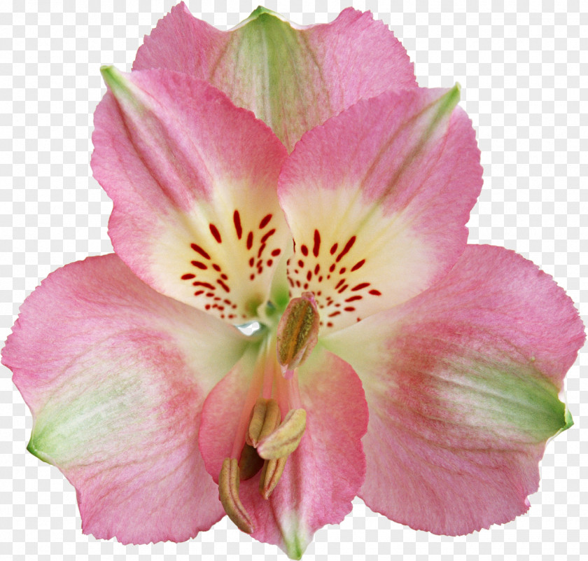 Iris Flower Lily Of The Incas Petal Green Pink PNG