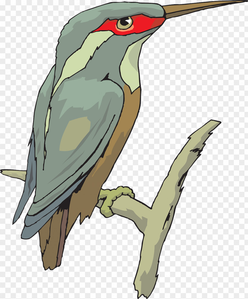 Kingfisher Common Clip Art PNG