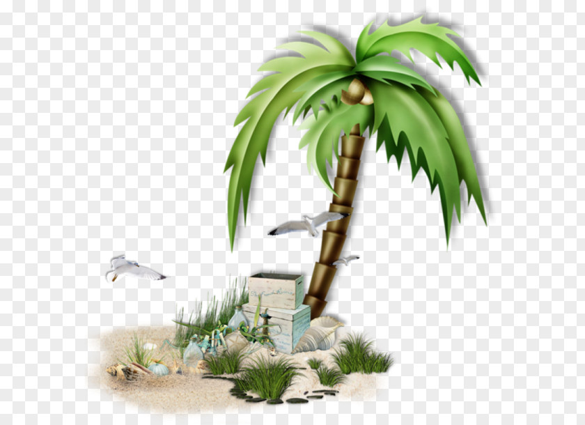 Sea Arecaceae Coconut Tree Clip Art PNG