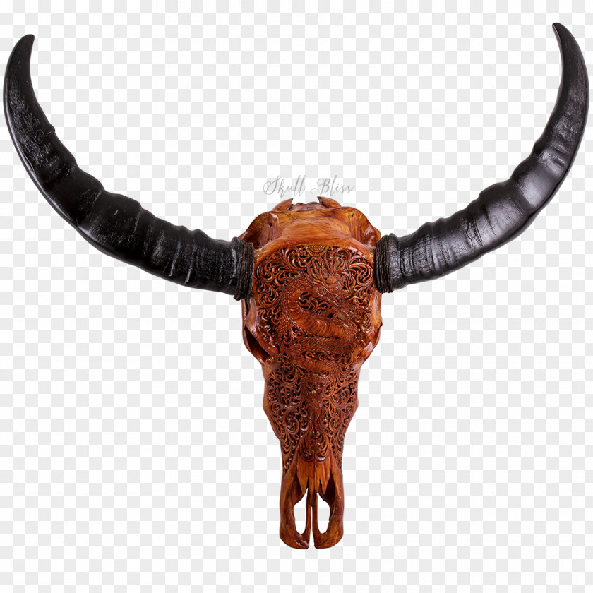 Skull Texas Longhorn Water Buffalo English PNG