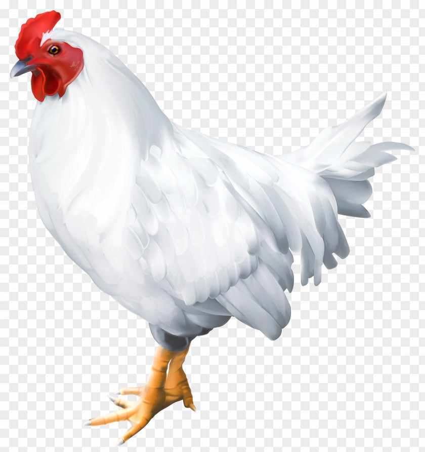 White Rooster Clip Art Image Solid Bird Poultry PNG