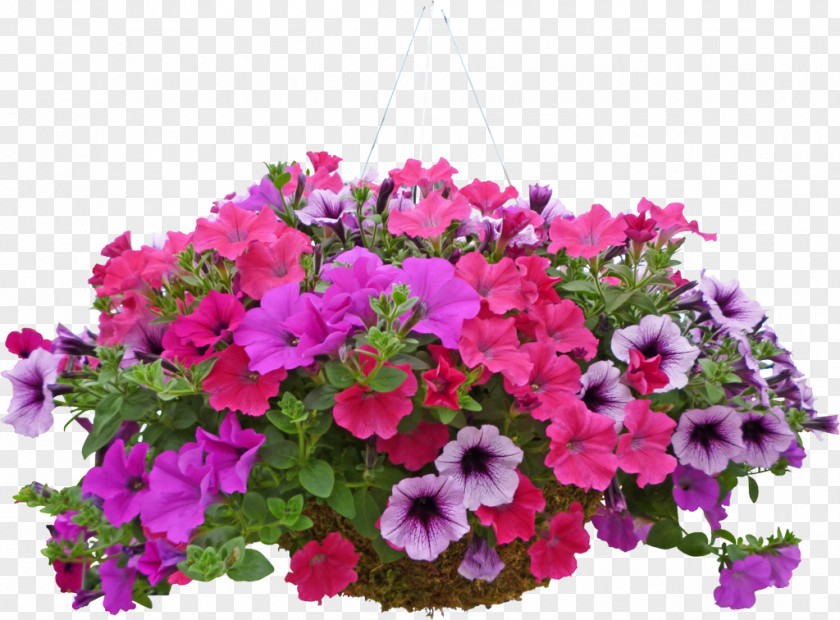 Annual Plant Bougainvillea Flower Petunia Pink Flowering PNG