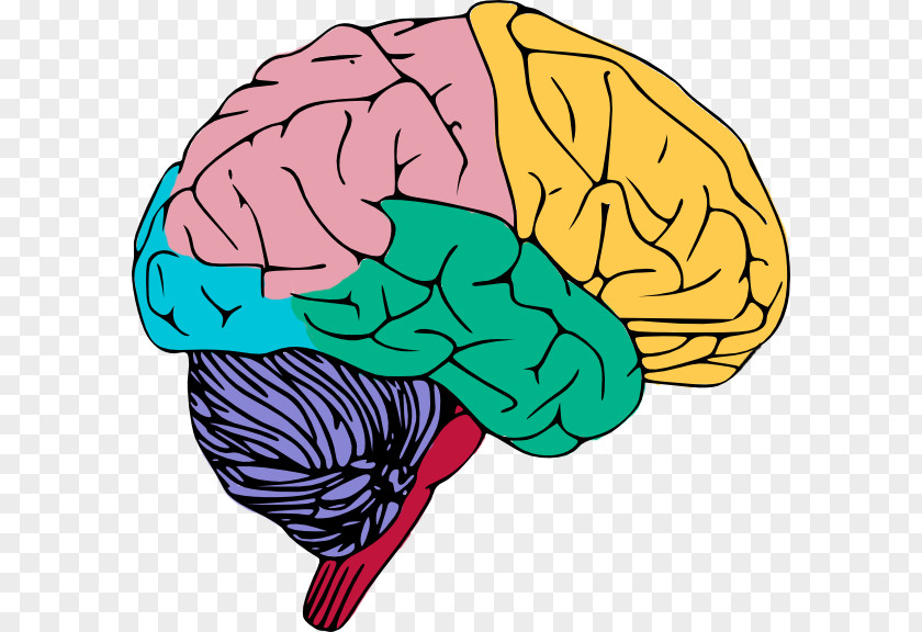 Myth Cliparts Human Brain Clip Art PNG