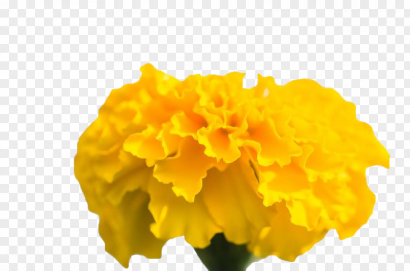 Yellow Chrysanthemum Mexican Marigold PNG