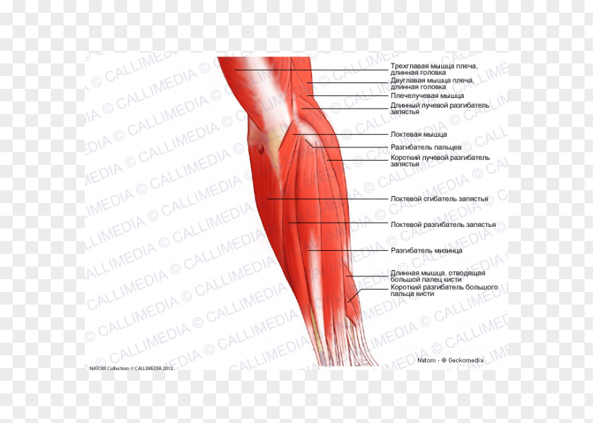 Arm Thumb Elbow Posterior Compartment Of The Forearm Muscle PNG