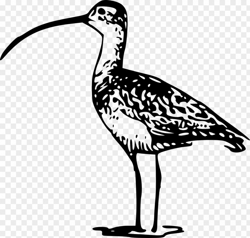 Bird Long-billed Curlew Clip Art PNG