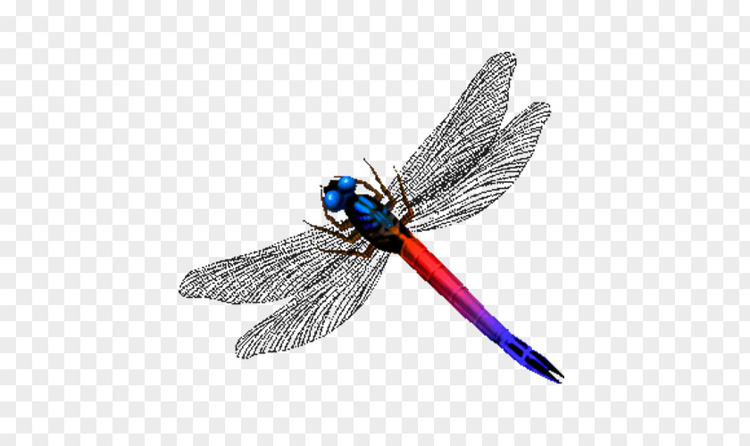 Dragonfly Insect PNG