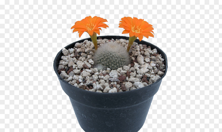 Musculação Flowerpot Strawberry Hedgehog Cactus Citroën M Cactaceae Houseplant PNG