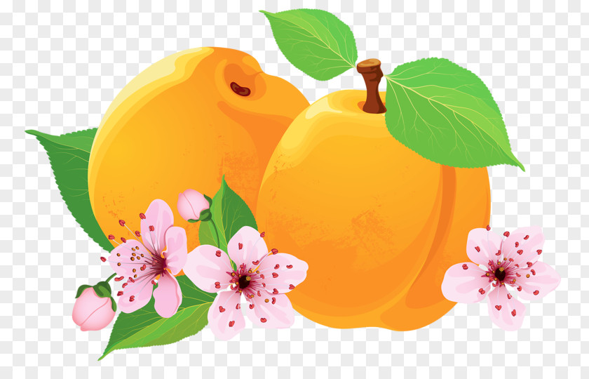 Peaches And Peach Asian Pear Apricot PNG