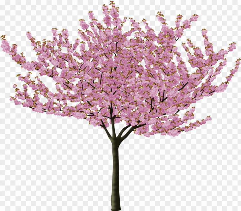 Plant Stem Twig Cherry Blossom Tree Drawing PNG