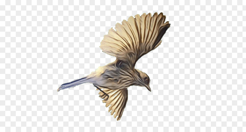 Sparrow House Bird Wing Beak Chickadee Songbird PNG