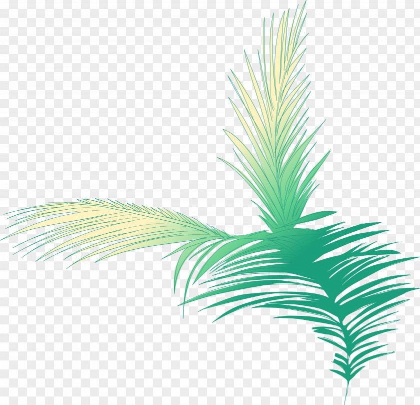 Tree Arecaceae Woody Plant Stem PNG