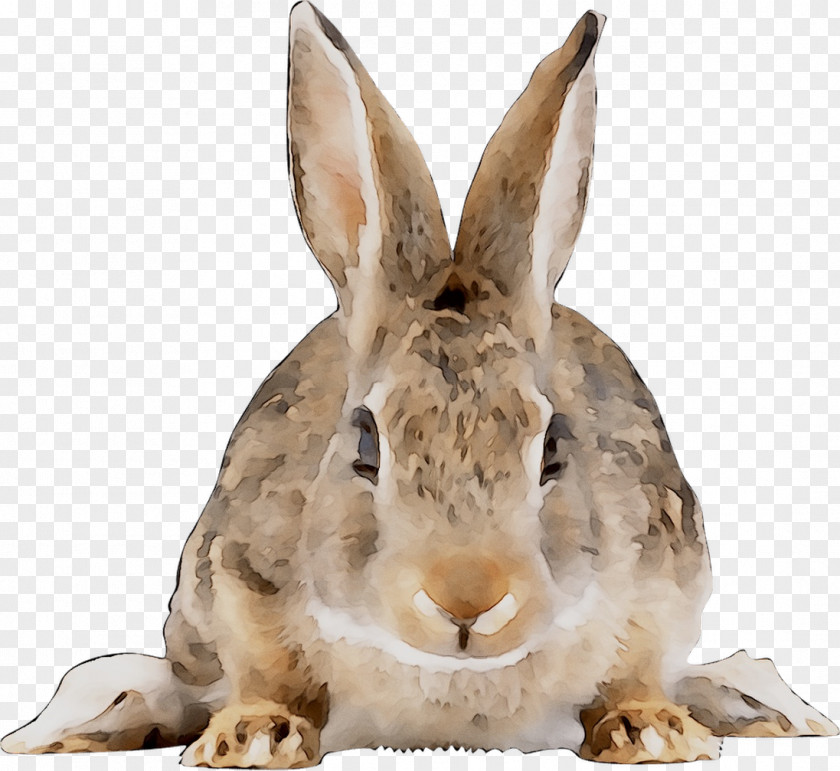 Domestic Rabbit Hare Lincolnshire New England Cottontail PNG