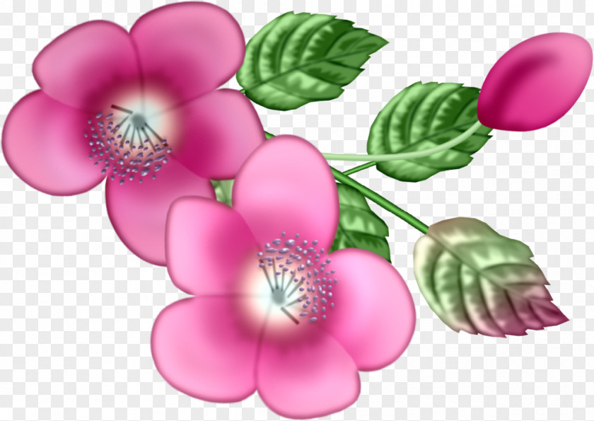 Fleur Pink M RTV Flowering Plant PNG