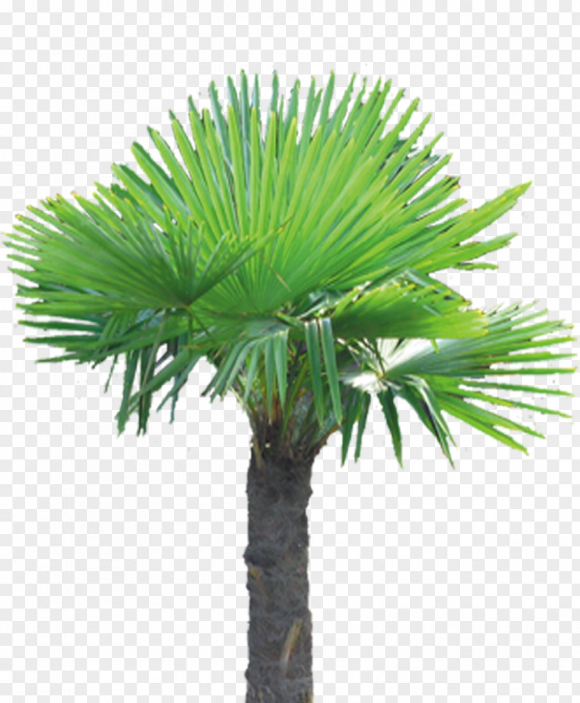 Horticultural Plants Horticulture Tree Flowerpot Asian Palmyra Palm PNG