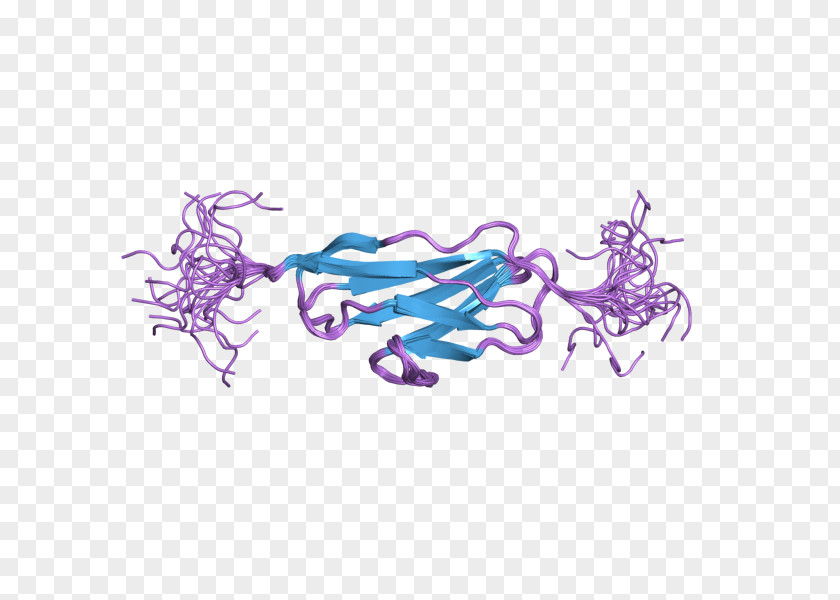 Obscurin Protein Titin Sarcomere Gene PNG