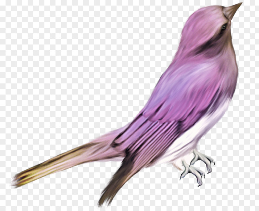 Purple Bird Material Free To Pull Photography Clip Art PNG
