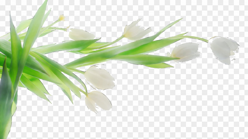 Tulip Desktop Wallpaper White Flower PNG