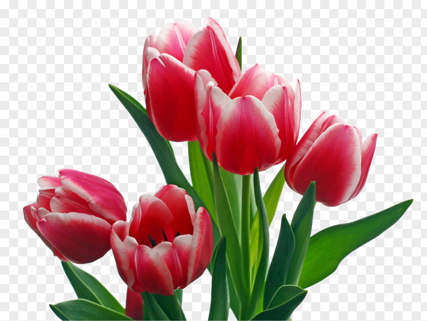Tulips Keukenhof Indira Gandhi Memorial Tulip Garden Flower Clip Art PNG