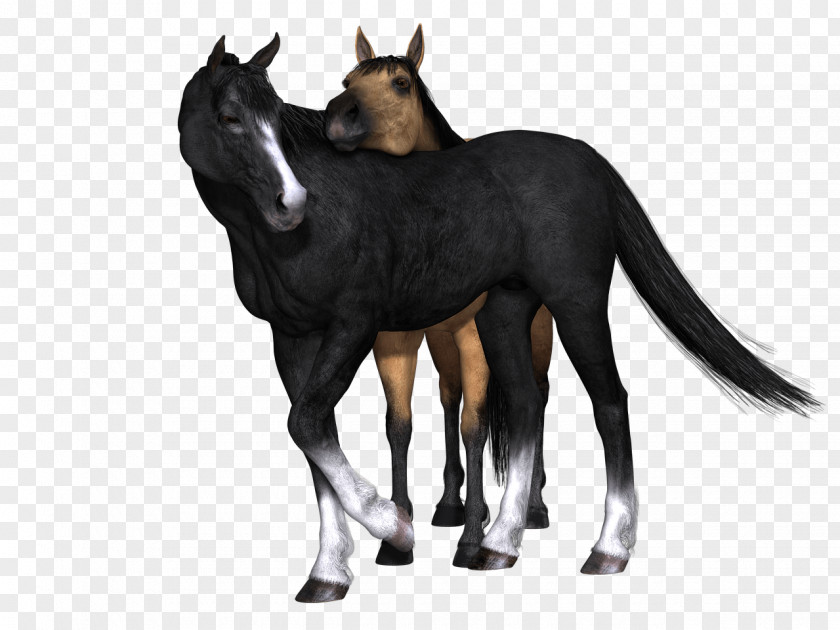 Animal Lovers Foal Mustang Photo Manipulation Clip Art PNG