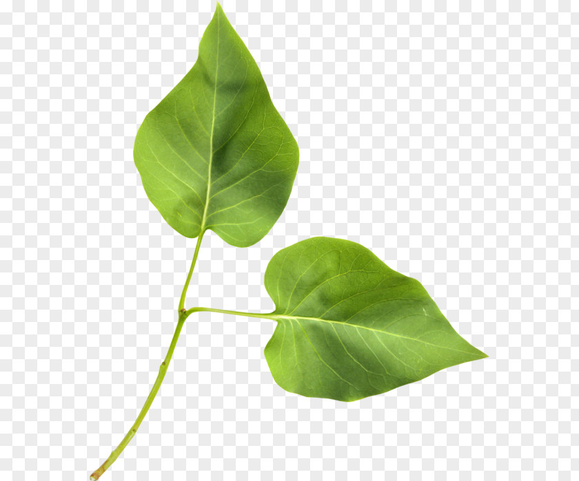 Leaf Green Clip Art PNG