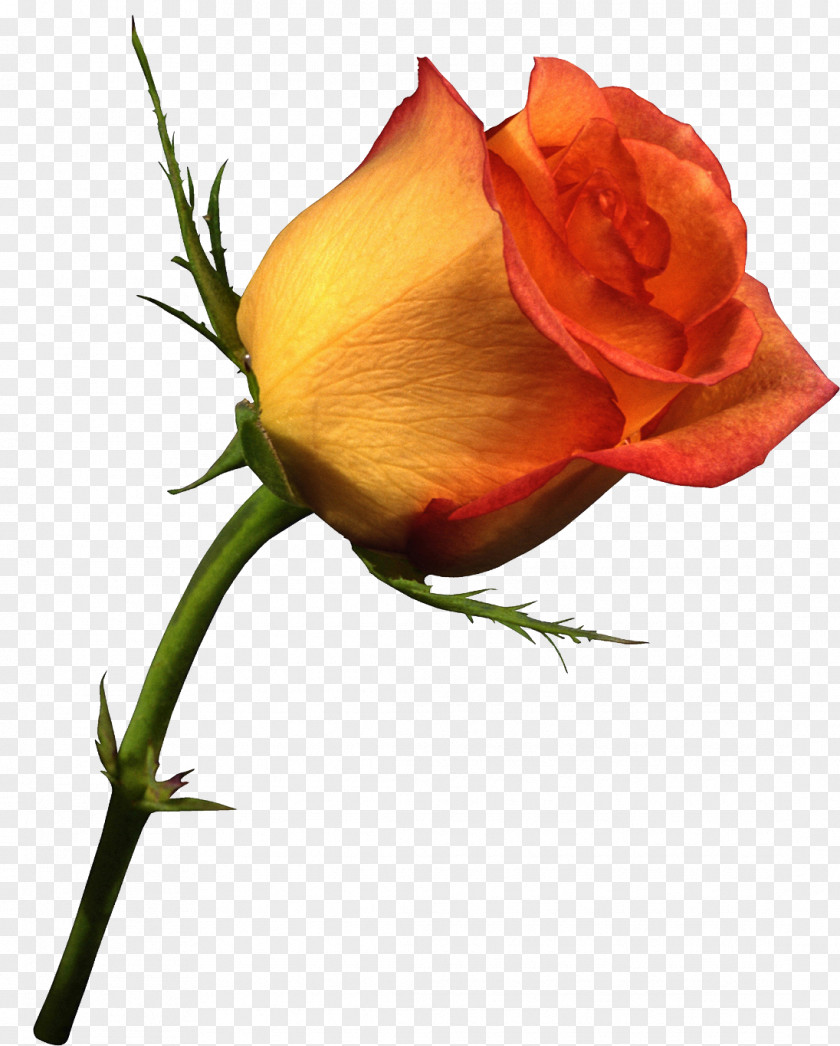Rose Flower Clip Art Orange PNG