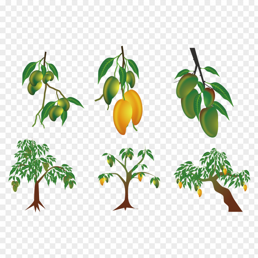 Vector Mango Tree Results Euclidean Clip Art PNG