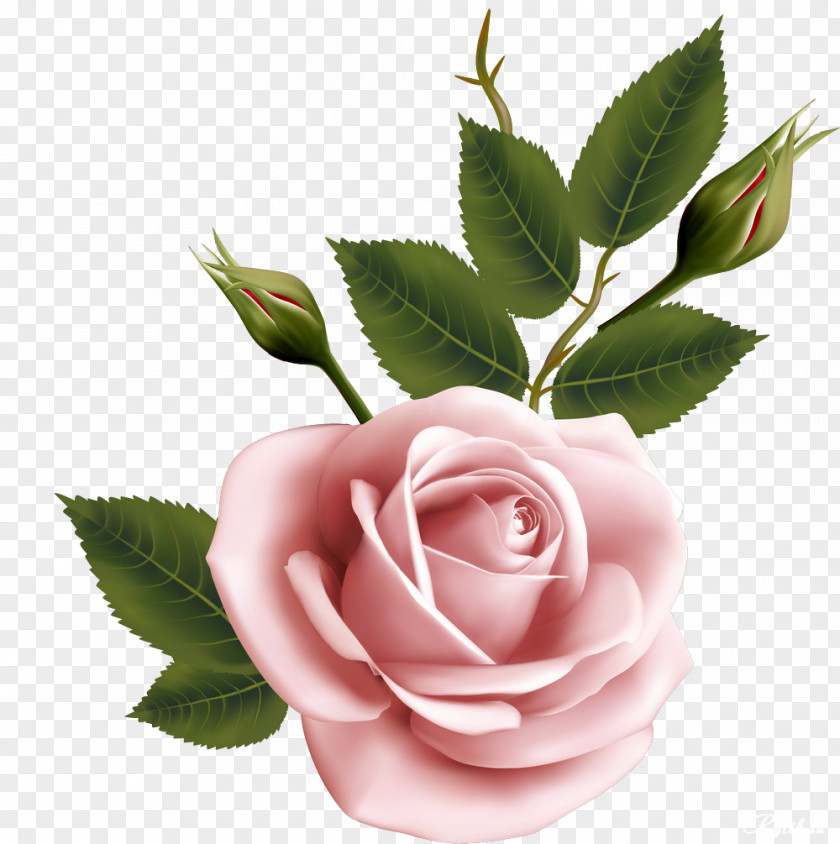 Beautiful Roses Flower Garden Beach Rose PNG